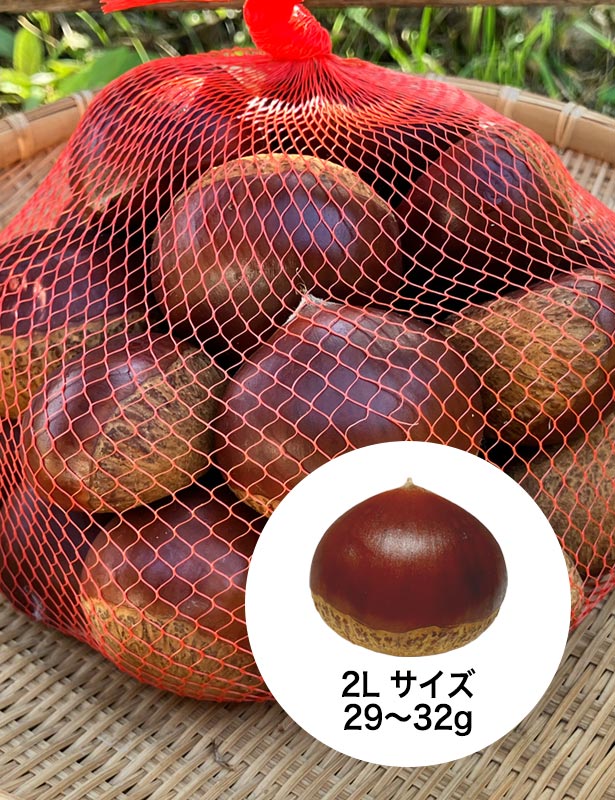 丹波産 丹波栗（生栗）2L 1kg